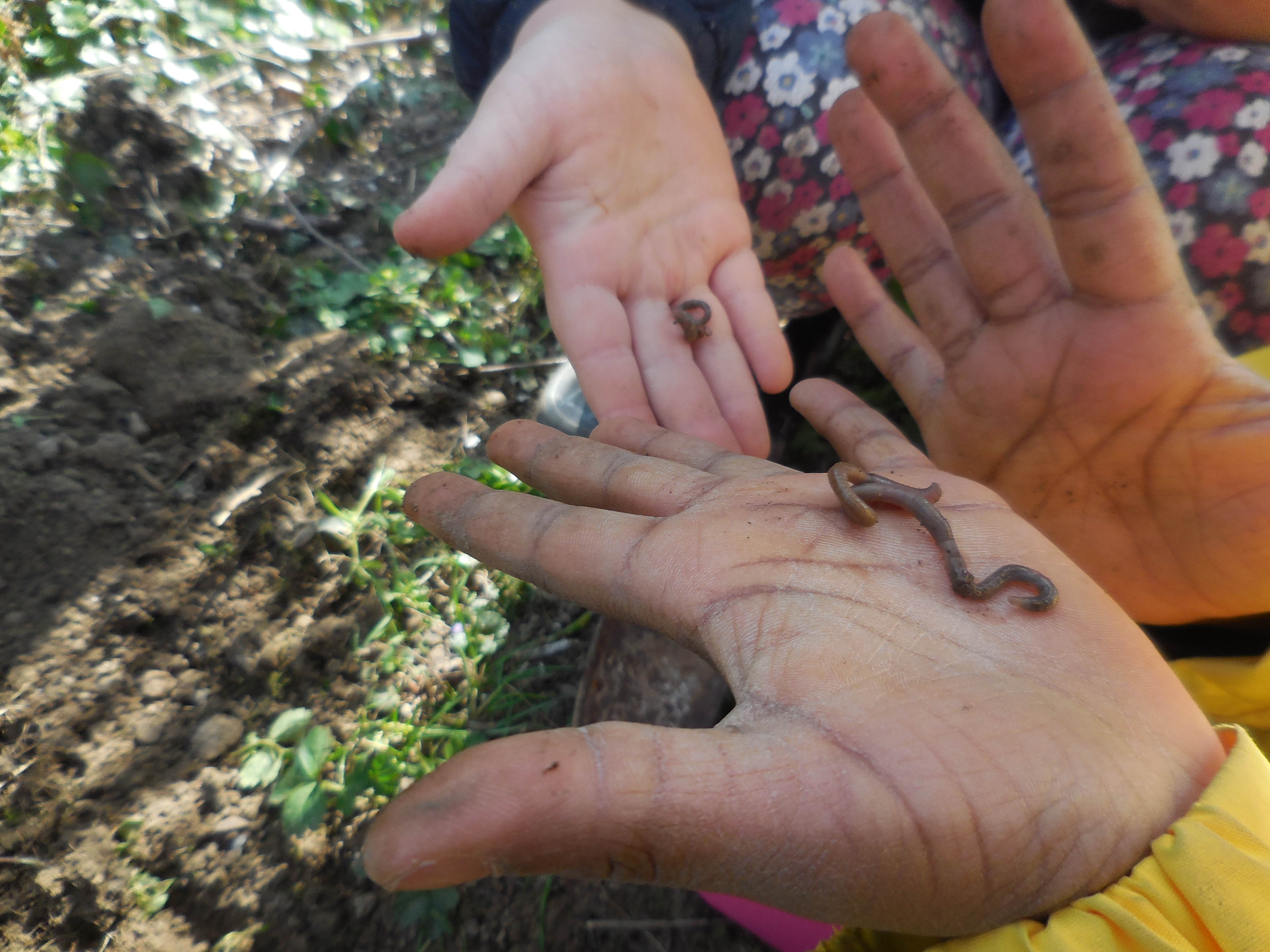 Kinder mit Regenwurm 