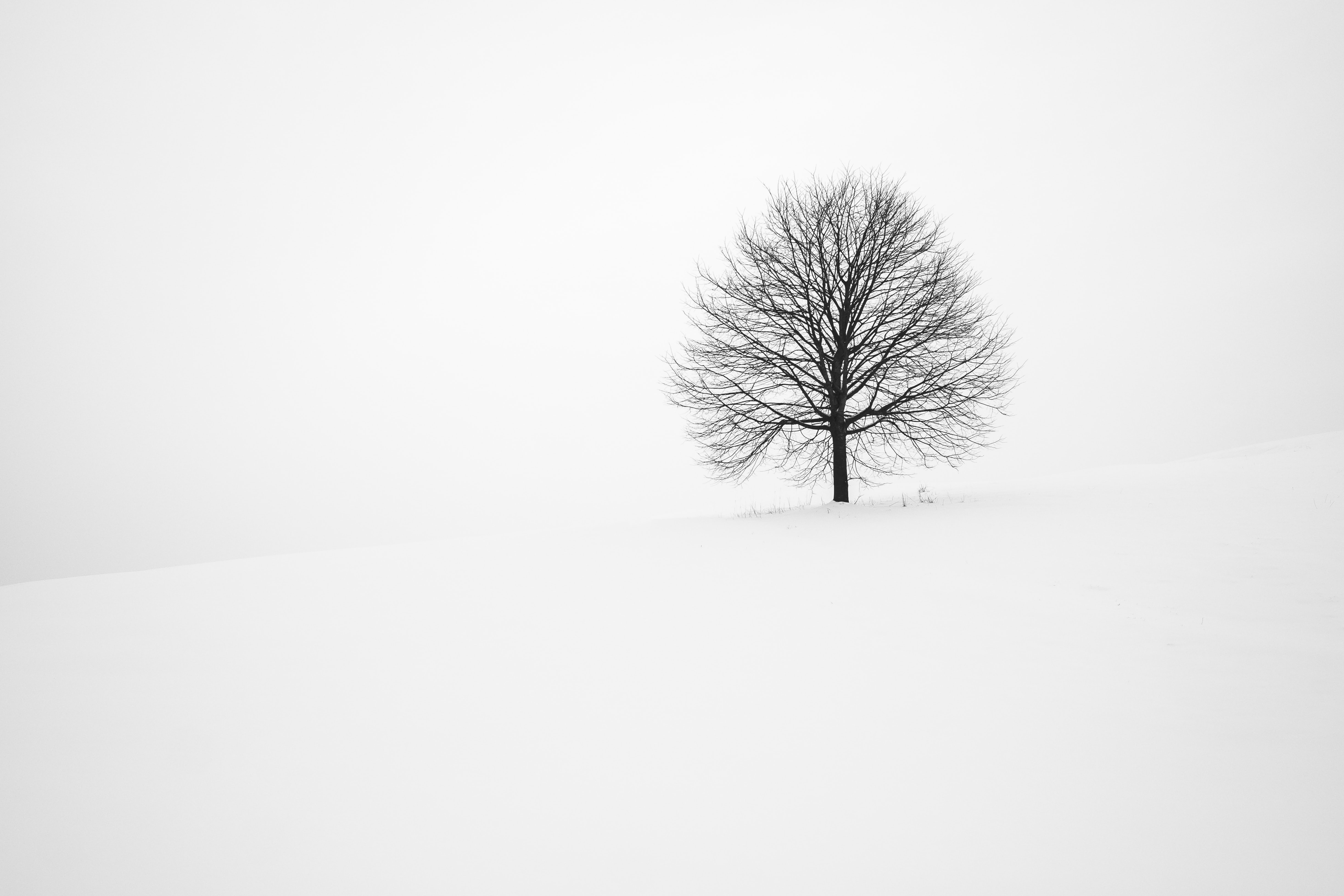 Baum Winter 