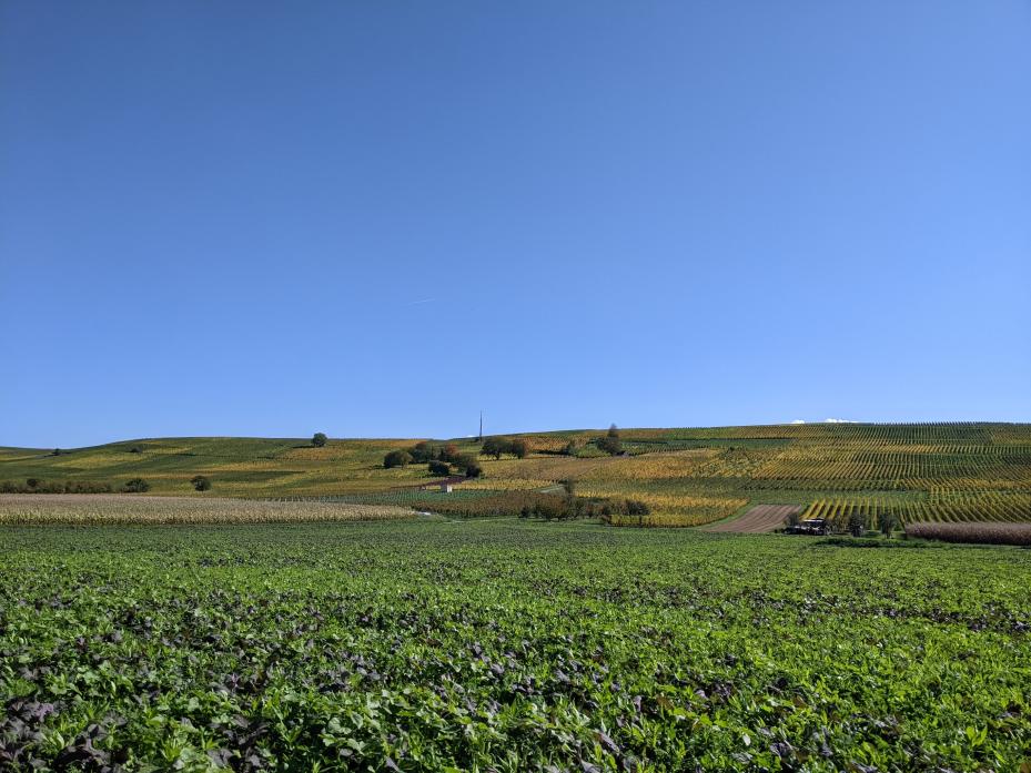 Reben, blauer Himmel 