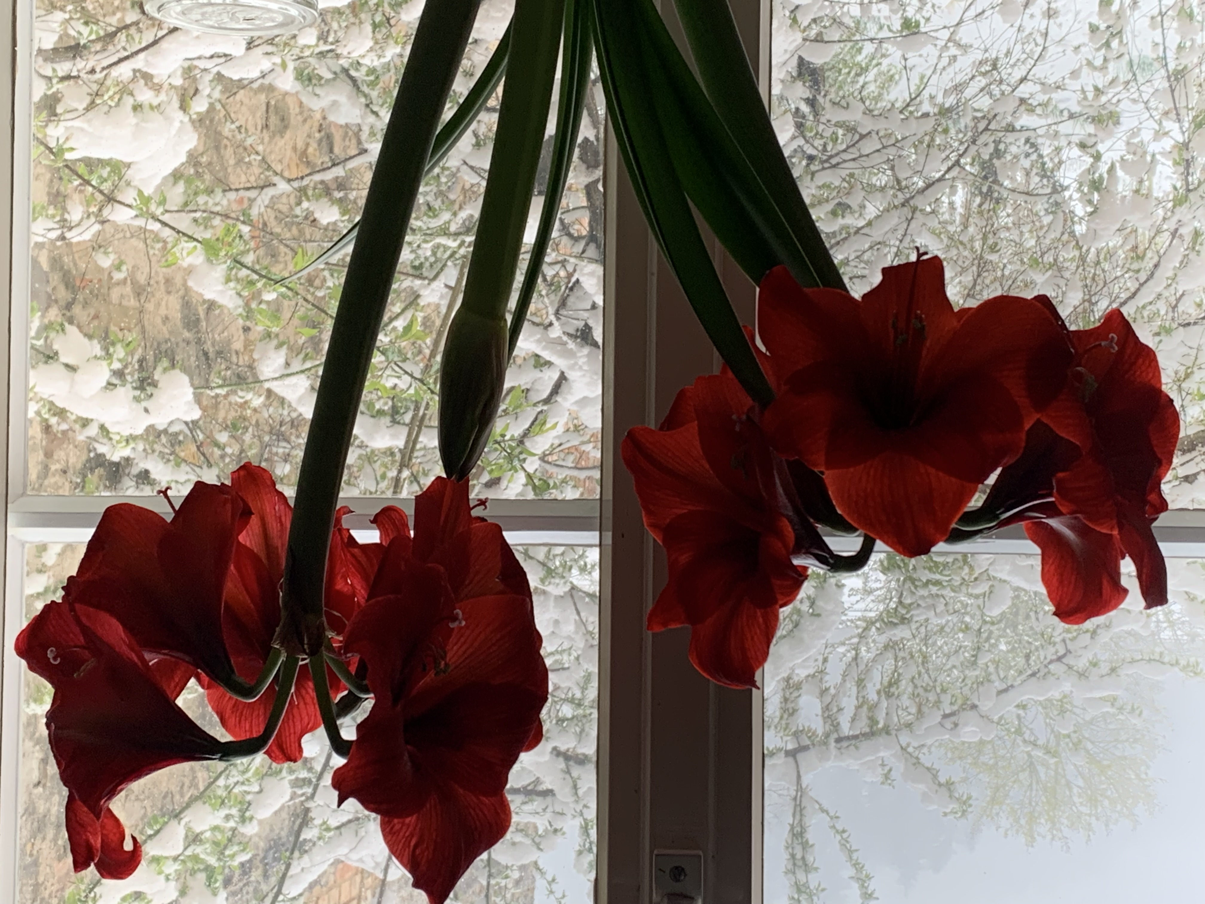 Amarylis_ Eva Böhme