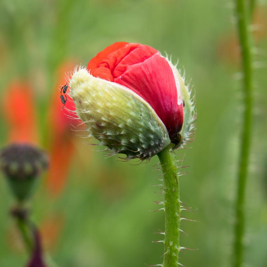 Klatschmohn